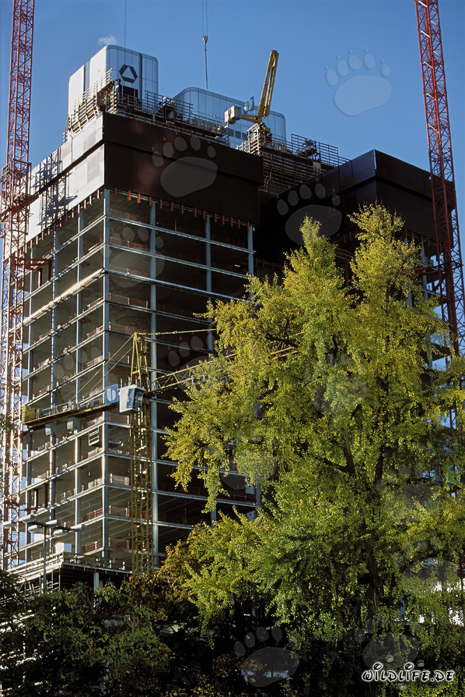 Gallileo Construction Site - Modern Skyscraper Architecture in Frankfurt
