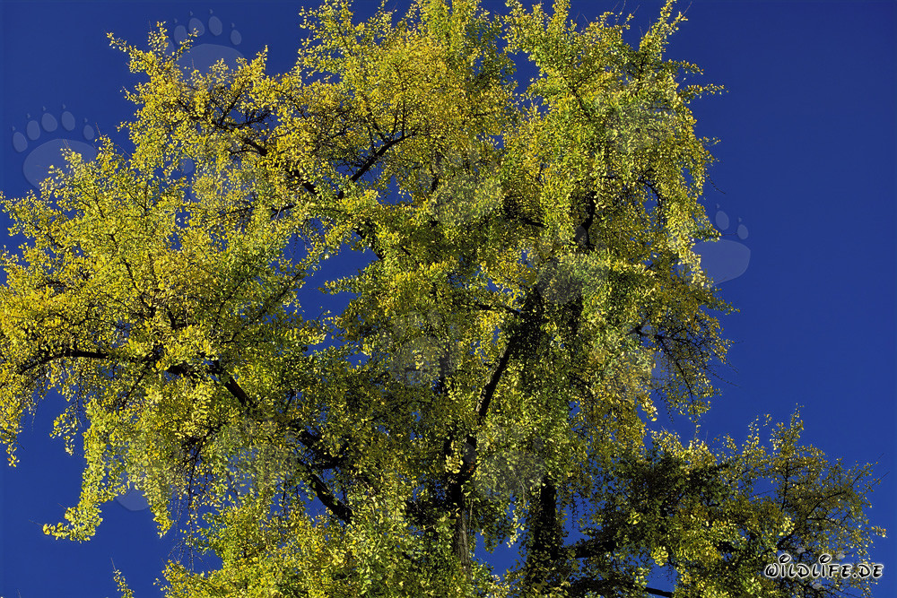 Albero autunnale con foglie luminose a Francoforte