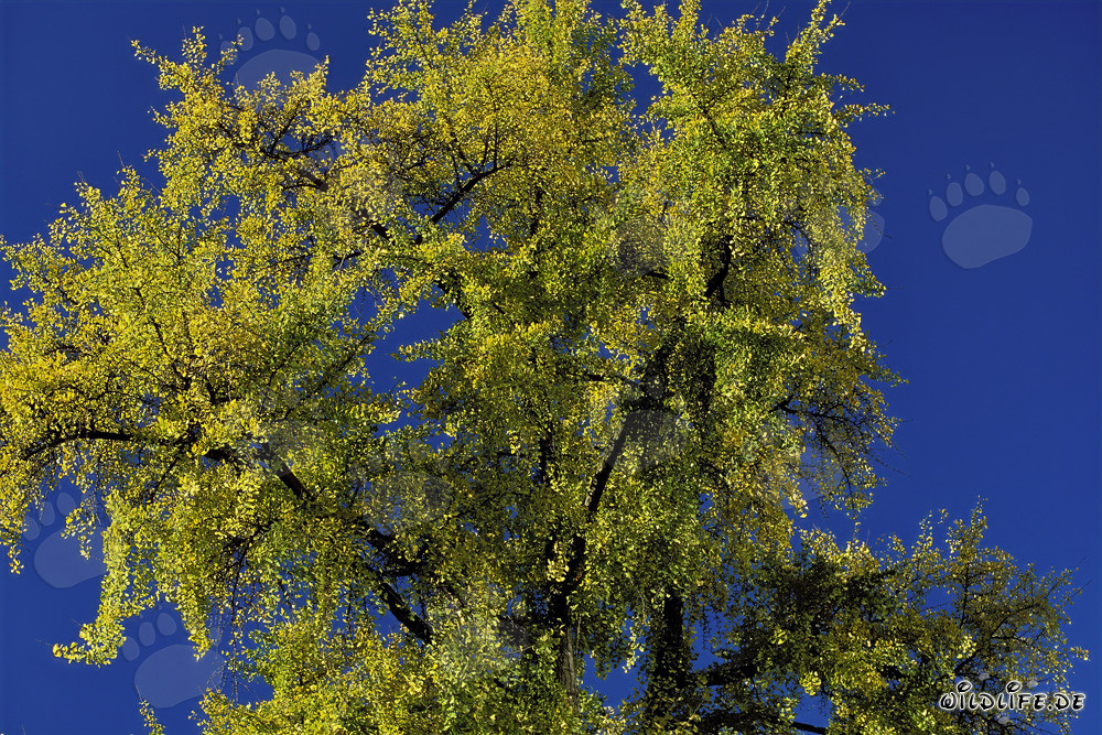 Árbol de otoño con hojas brillantes en Frankfurt