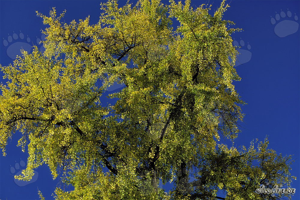 Arbre d'automne avec des feuilles lumineuses à Francfort