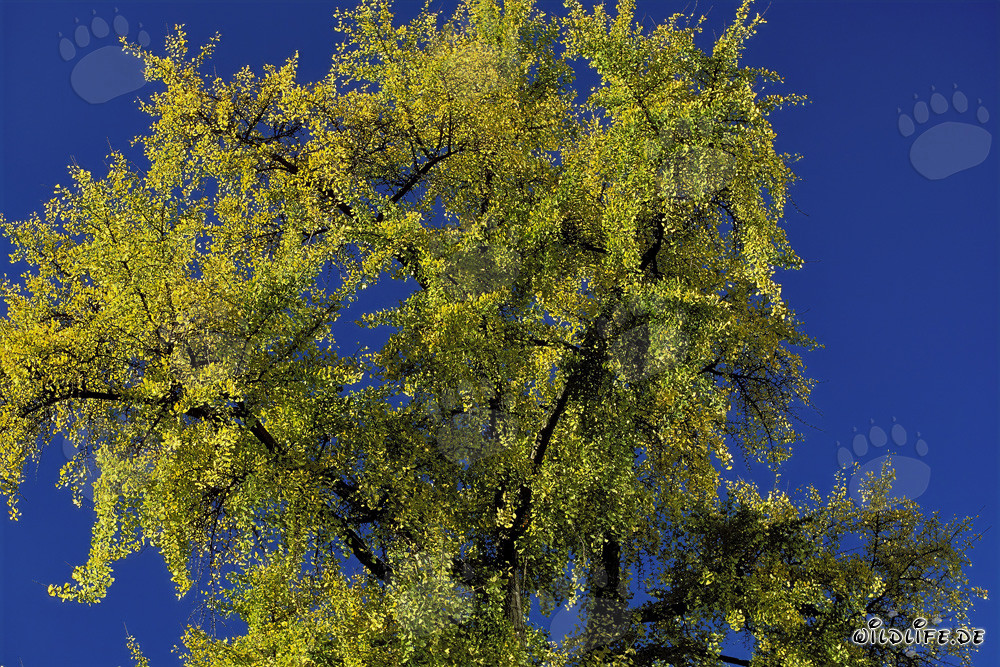 Herbstbaum mit leuchtenden Blättern in Frankfurt