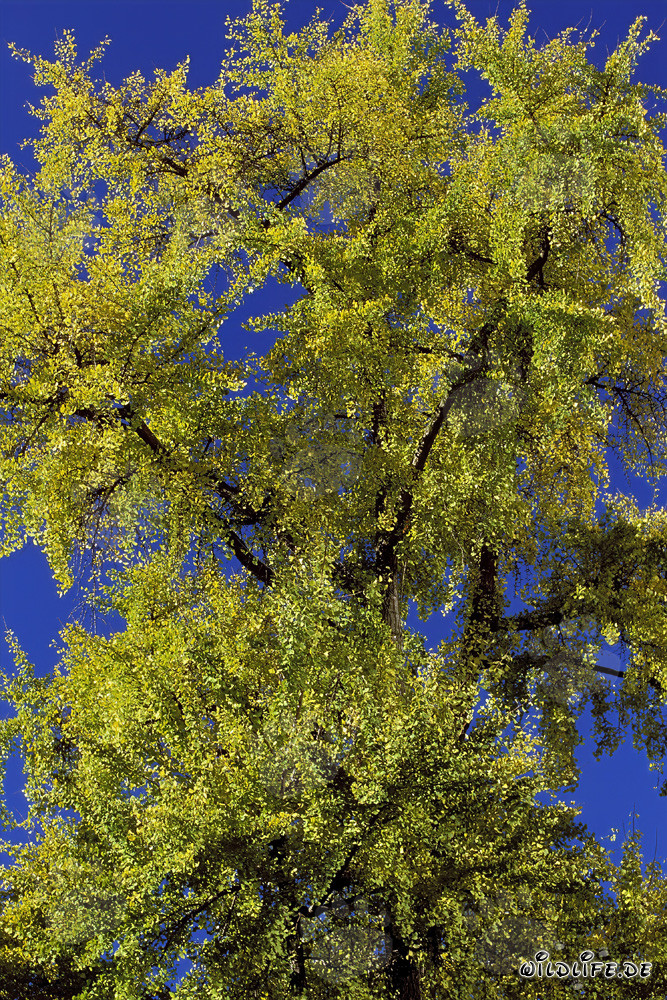 Arbre automnal devant la tour Galileo à Francfort