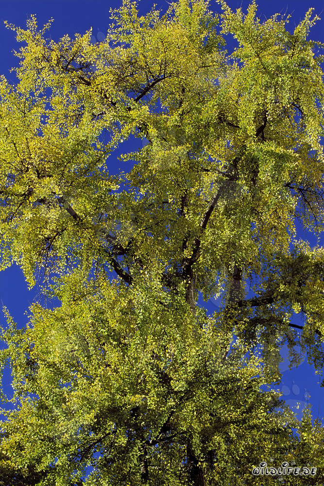 Autumn Tree in Front of the Gallileo Skyscraper in Frankfurt