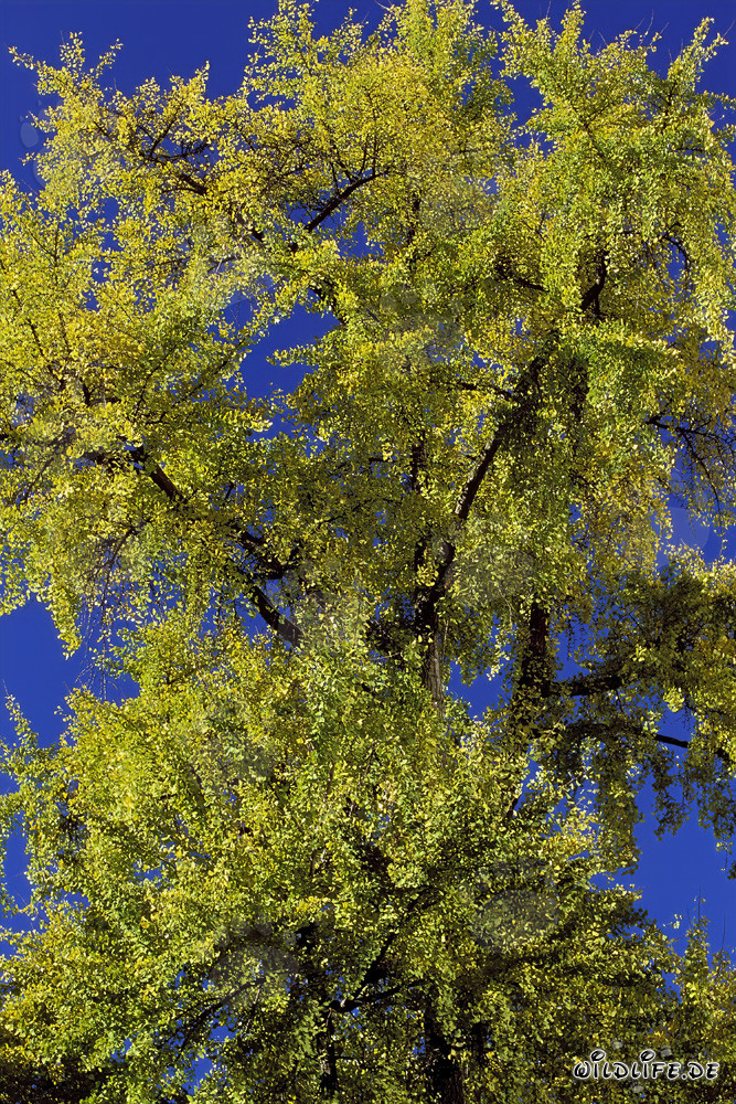 Herbstlicher Baum vor dem Gallileo Hochhaus in Frankfurt