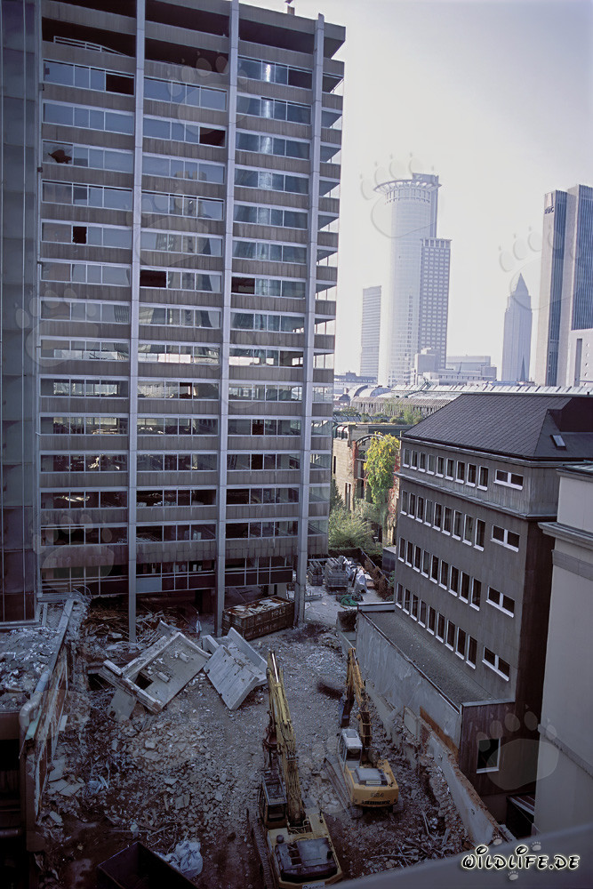 Spektakuläre Abbrucharbeiten an ehemaligem Hauptsitz der Philipp Holzmann AG in Frankfurt am Main