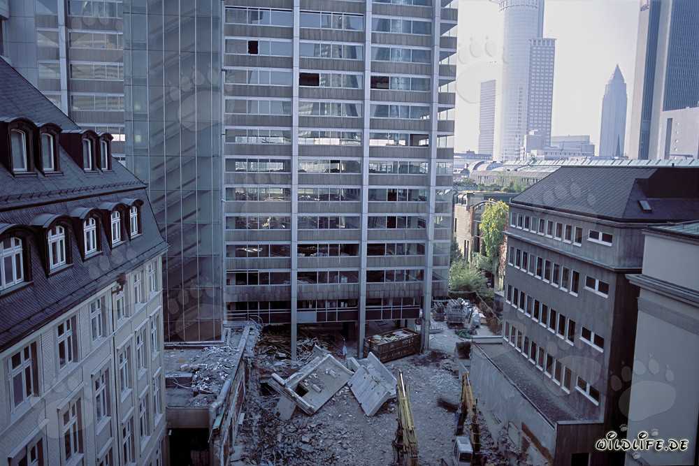 Demolition works at former headquarters of Philipp Holzmann AG in Frankfurt am Main