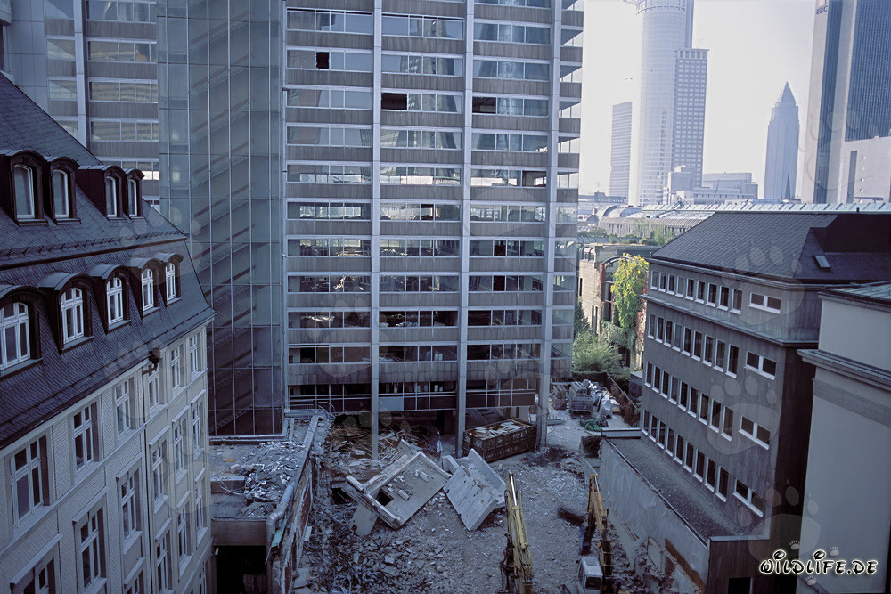 Trabajos de demolición en la antigua sede de Philipp Holzmann AG en Frankfurt am Main