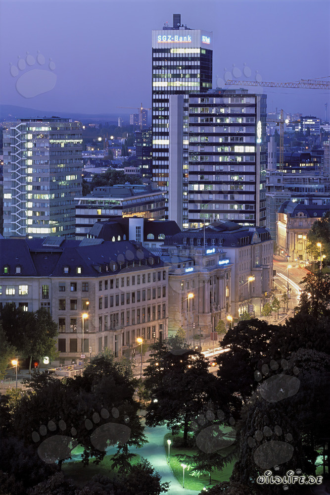 Frankfurt at night - impressive skyline of the financial metropolis