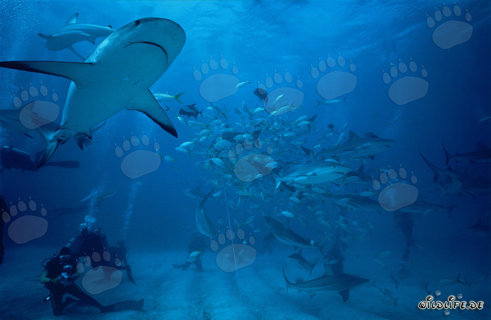 Spectacular Shark Rodeo with Caribbean Reef Sharks and Blacktip Sharks