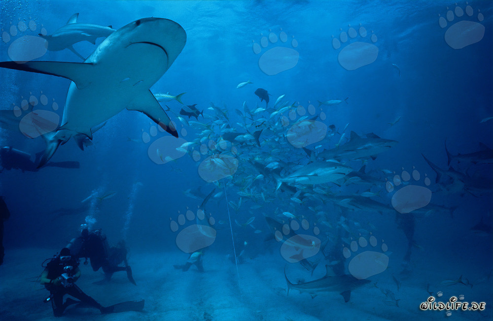 Spektakuläres Shark Rodeo mit Karibischen Riffhaien und Schwarzspitzenhaien