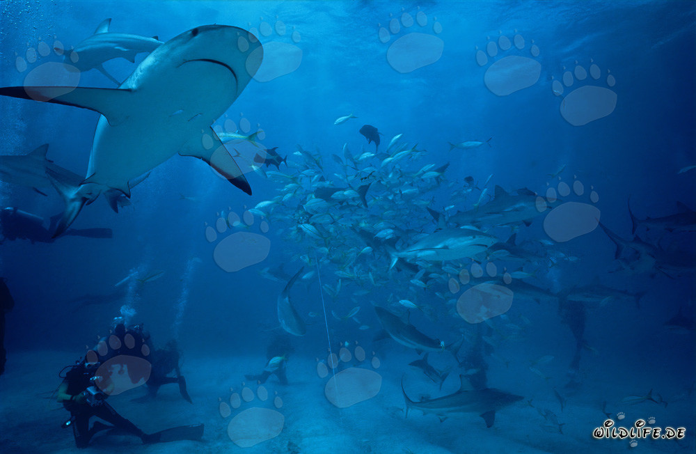 Spectaculaire Shark Rodeo avec des Requins des Caraïbes et des Requins à Pointes Noires