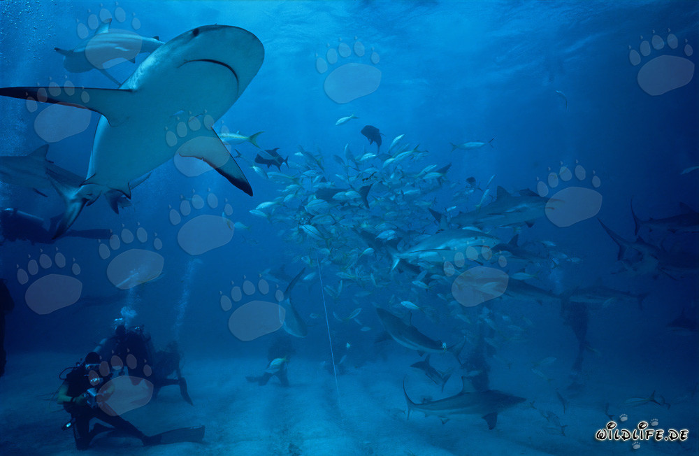 Spettacolare Shark Rodeo con Squali dei Caraibi e Squali Pinna Nera