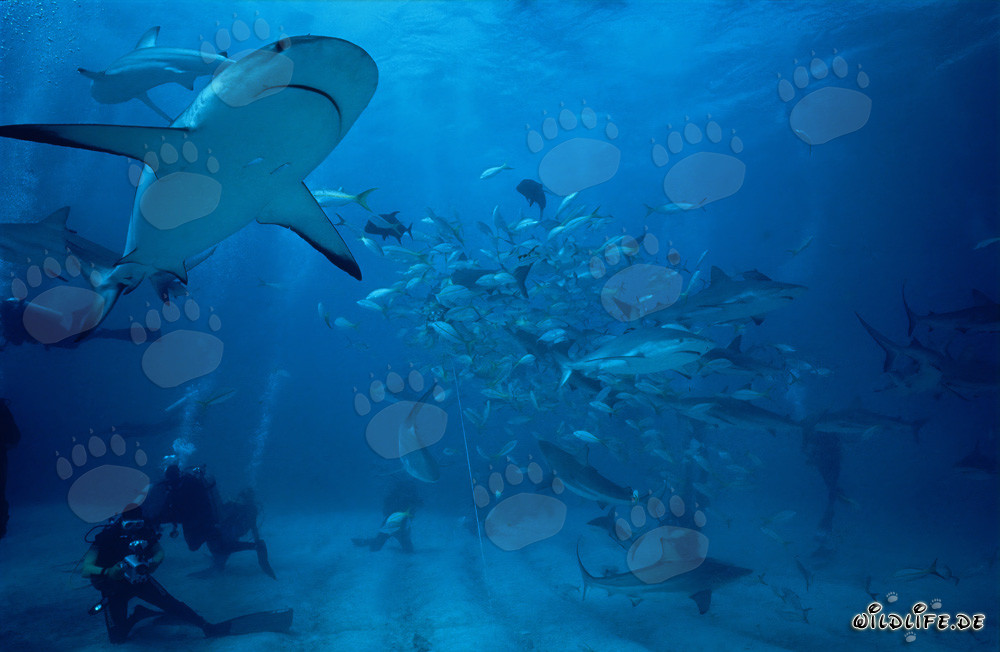 Espectacular Shark Rodeo con Tiburones del Caribe y Tiburones Punta Negra