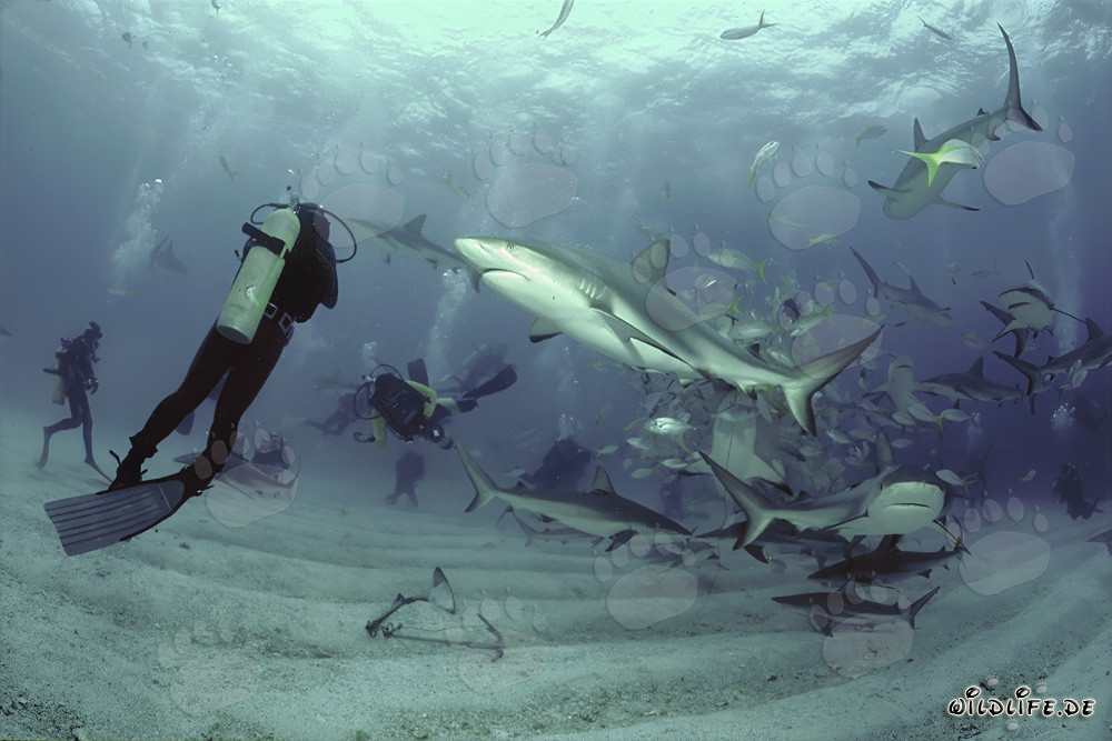Fascinating Shark Rodeo with Caribbean Reef Sharks and Blacktip Sharks