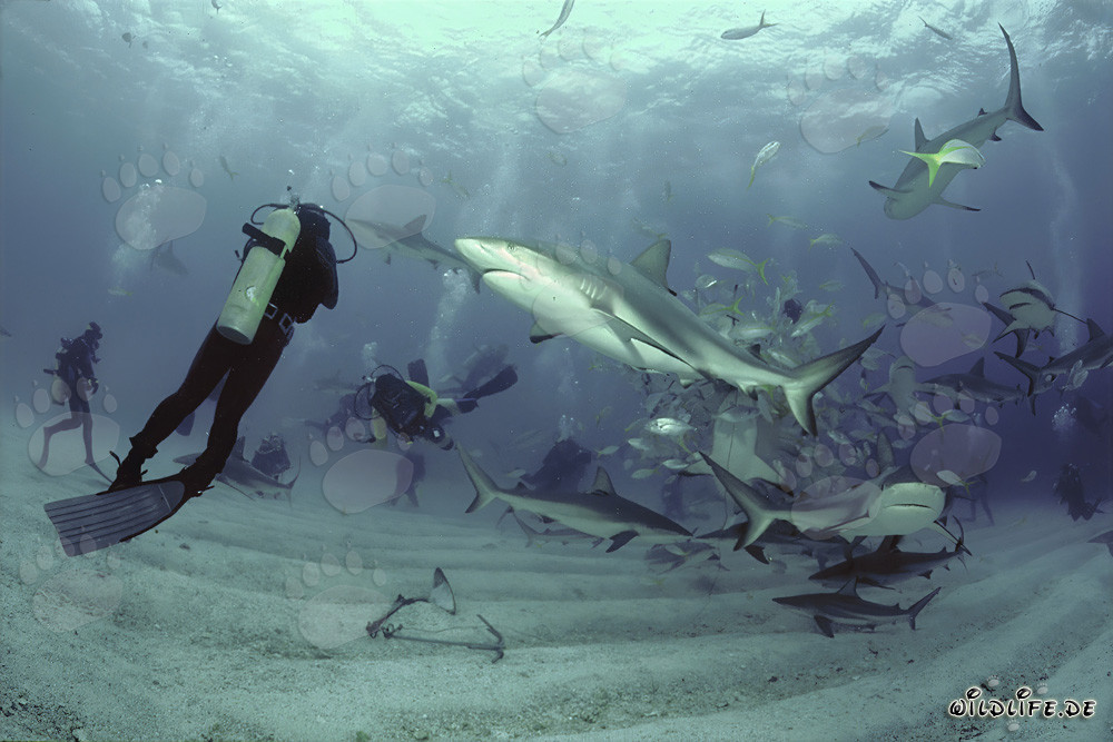 Faszinierendes Shark Rodeo mit Karibischen Riffhaien und Schwarzspitzenhaien