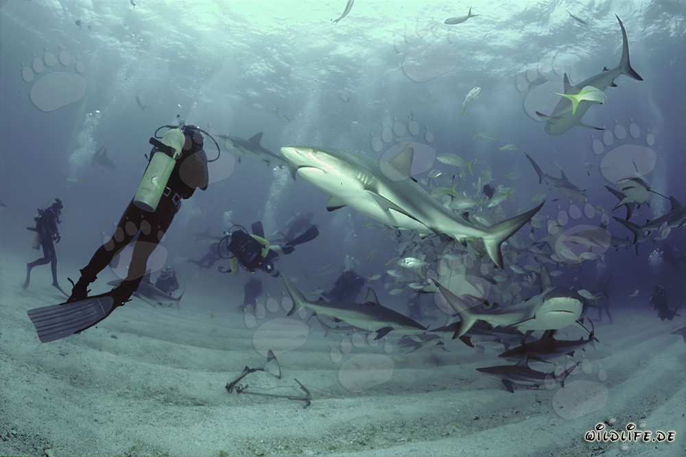 Passionnant rodéo avec requins de récif des Caraïbes et requins à pointes noires