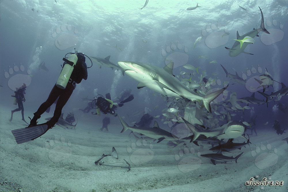 Affascinante rodeo degli squali con squali del reef caraibico e squali punta nera