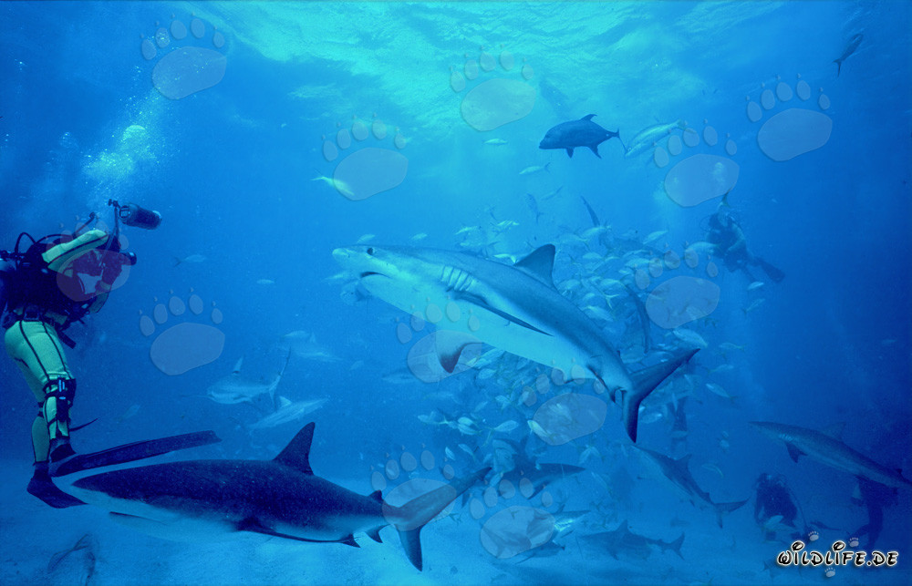 Monde sous-marin fascinant : Requins de récif des Caraïbes et requins à pointes noires
