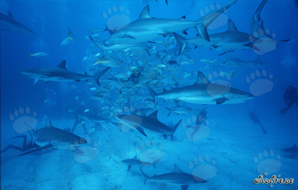 Shark Rodeo - Meeting of Caribbean Reef Sharks and Blacktip Sharks at Walker´s Cay