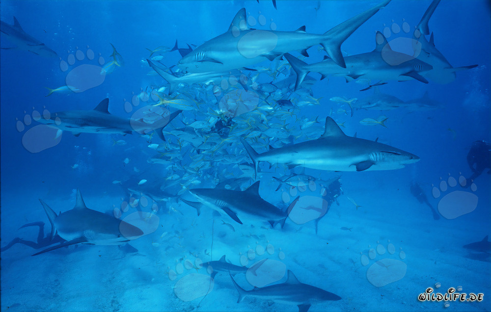 Faszinierendes Shark Rodeo: Karibische Riffhaie und Schwarzspitzenhaie am Walker´s Cay