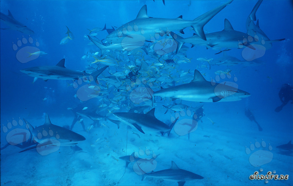 Incroyable Shark Rodeo : Requins des Caraïbes et pointes noires à Walker's Cay