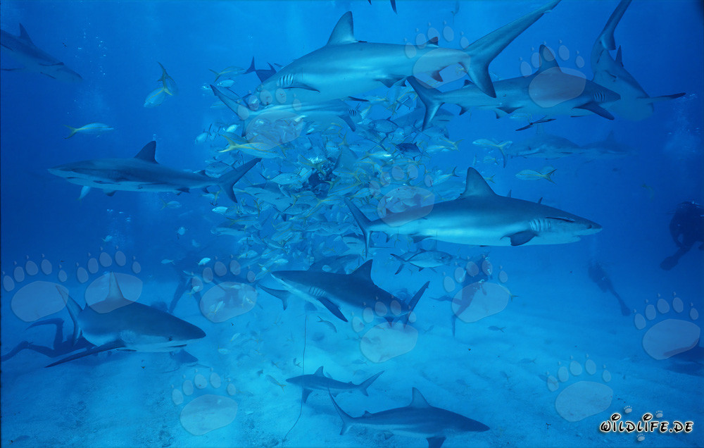 Affascinante Shark Rodeo: Squali dei Caraibi e squali punta nera a Walker's Cay
