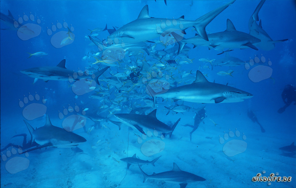 Fascinante Shark Rodeo: Tiburones del arrecife del Caribe y tiburones punta negra en Walker's Cay