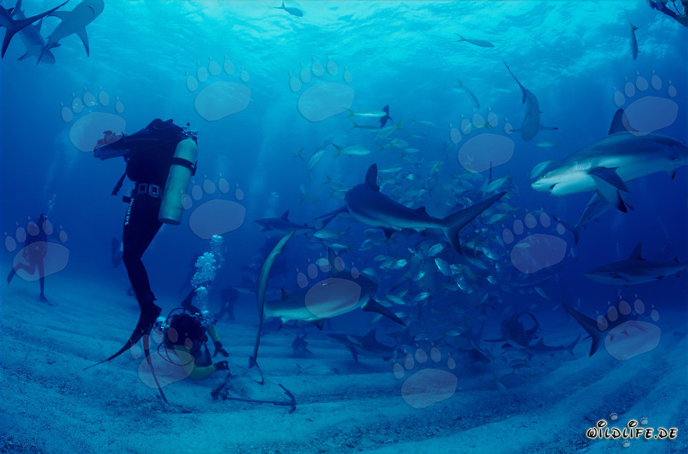 Fascinating Underwater World: Caribbean Reef Sharks and Blacktip Sharks