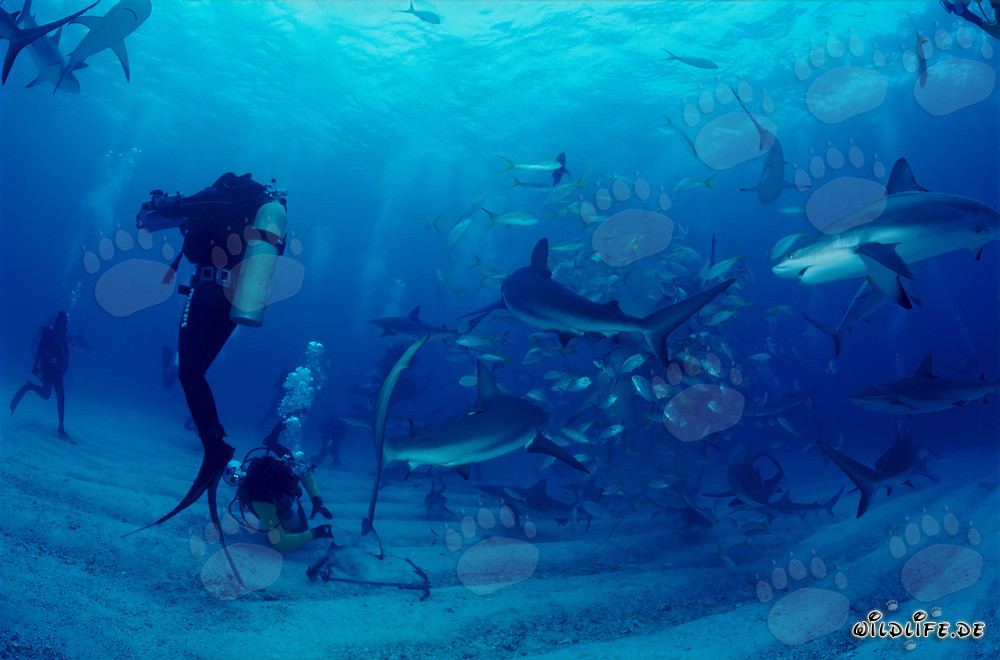 Monde sous-marin fascinant : requins des récifs des Caraïbes et requins à pointes noires
