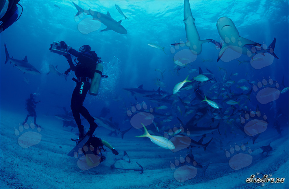 Espectáculo de tiburones del Caribe: buceadores observan fascinados el rodeo de tiburones