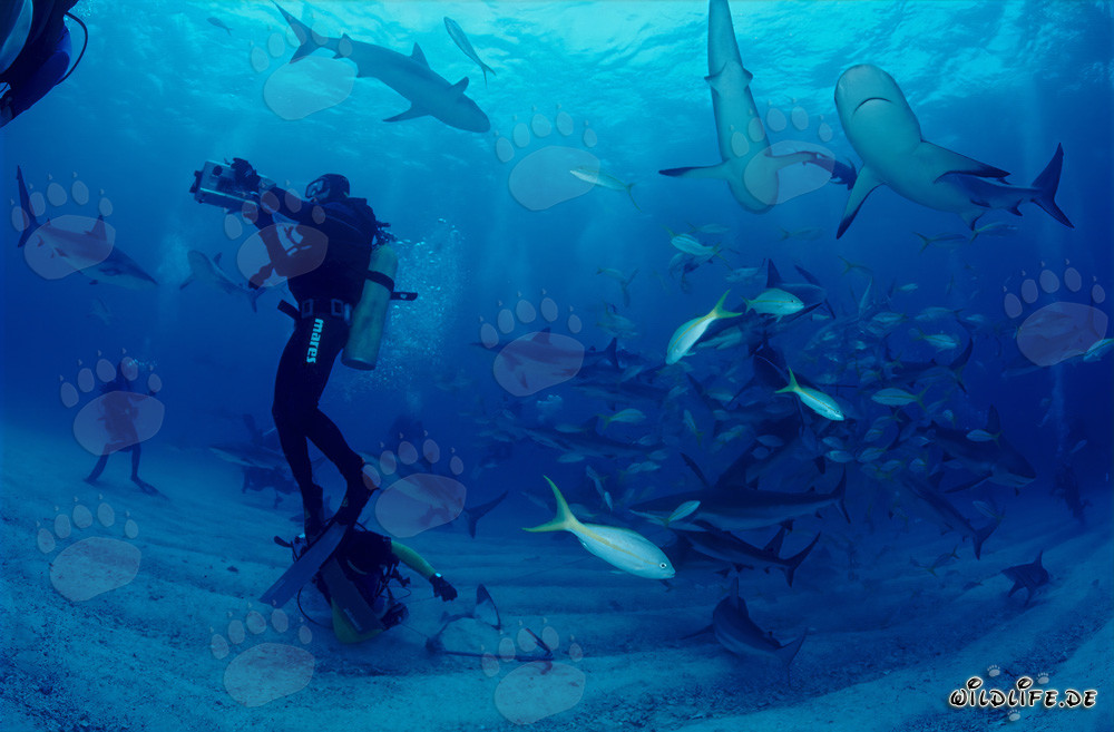 Spectacle de requins des Caraïbes: les plongeurs observent fascinés le rodéo de requins