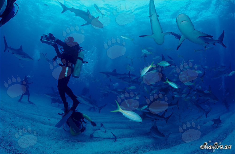 Caribbean Reef Shark Spectacle: Divers Fascinated by Shark Rodeo