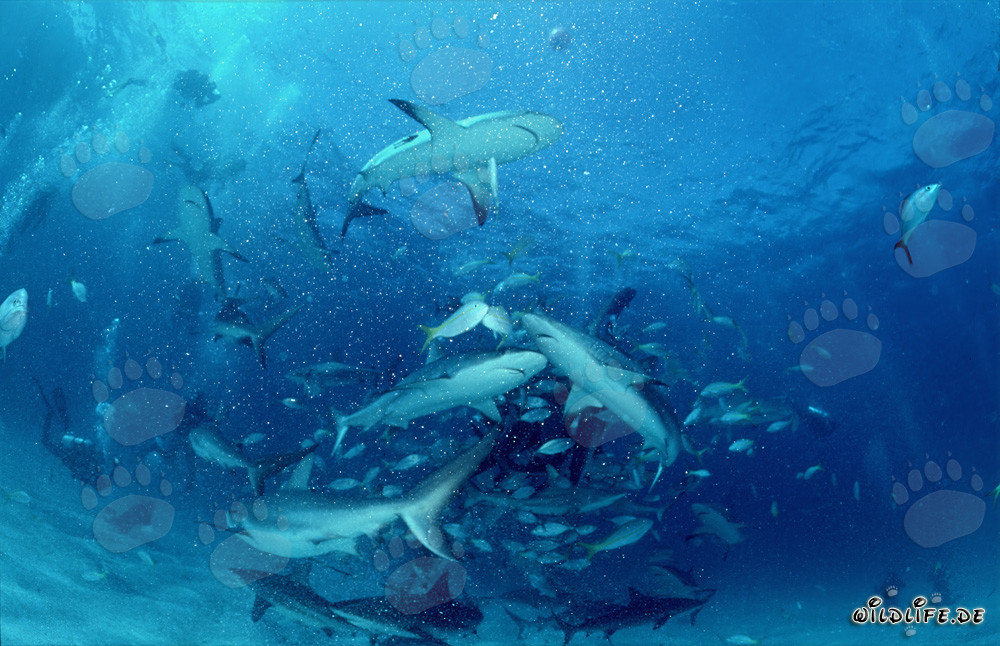 Scène sous-marine fascinante : requins des récifs des Caraïbes et requins à pointes noires