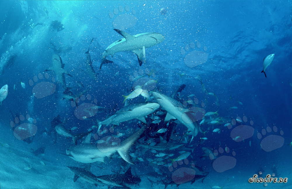 Escena submarina fascinante: tiburones de arrecife del Caribe y tiburones puntas negras