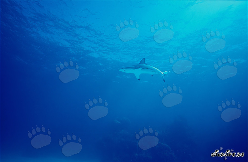 Fascinating Blacktip Shark in the Waters of the Bahamas