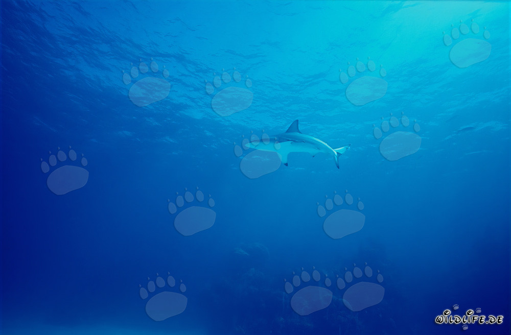 Affascinante squalo punta nera nelle acque delle Bahamas