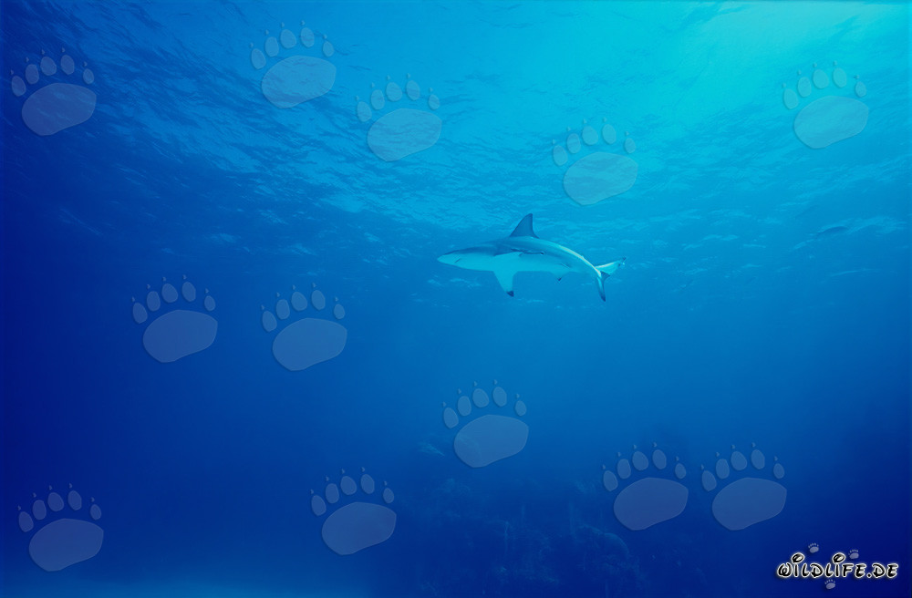 Fascinante tiburón de puntas negras en las aguas de las Bahamas