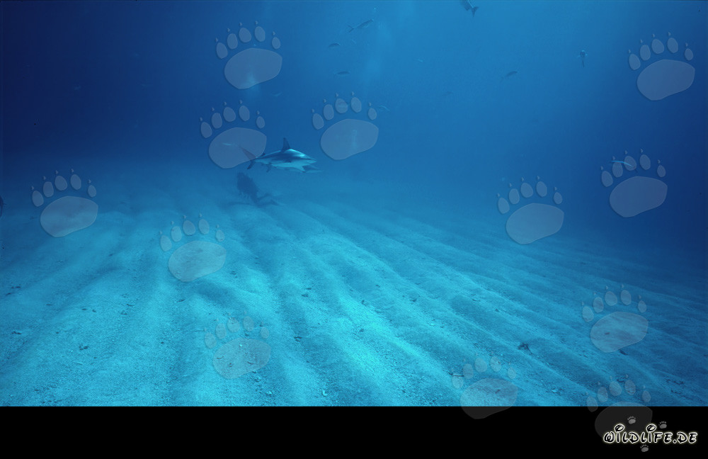 Fascinating Blacktip Shark and Diver exploring the grooved seafloor