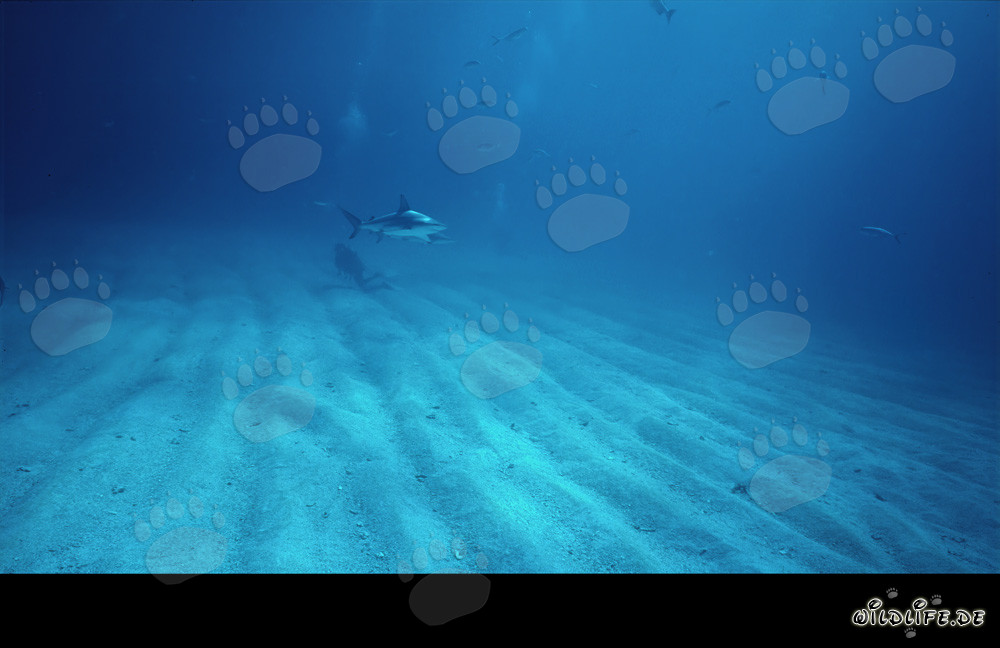 Fascinante tiburón de puntas negras y buzo explorando el fondo marino surcado