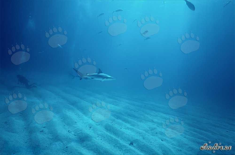 Blacktip Shark and Diver above Sandy Seabed