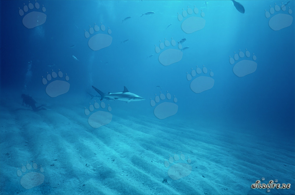 Requin à pointes noires et plongeur sur le fond marin sablonneux