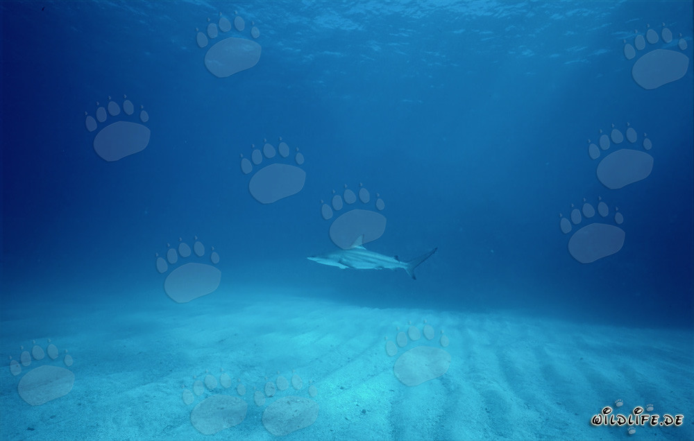Majestic blacktip shark above sandy seafloor
