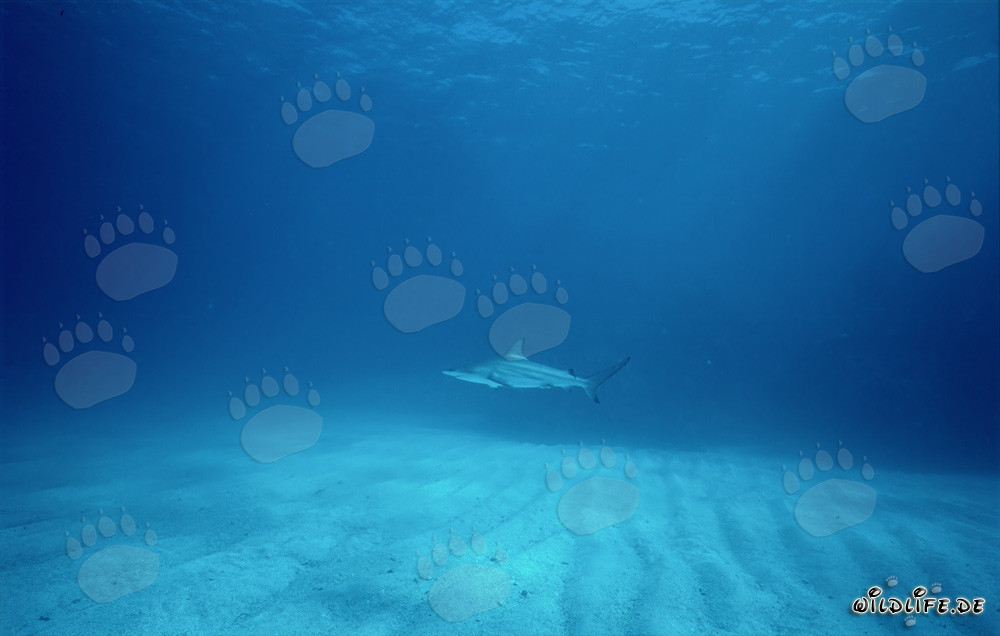 Requin à pointes noires majestueux sur le fond marin sablonneux