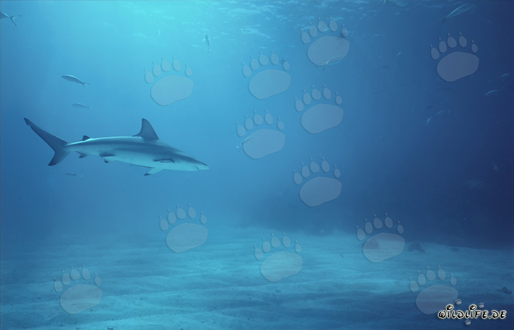Elegant blacktip shark glides majestically through the clear water