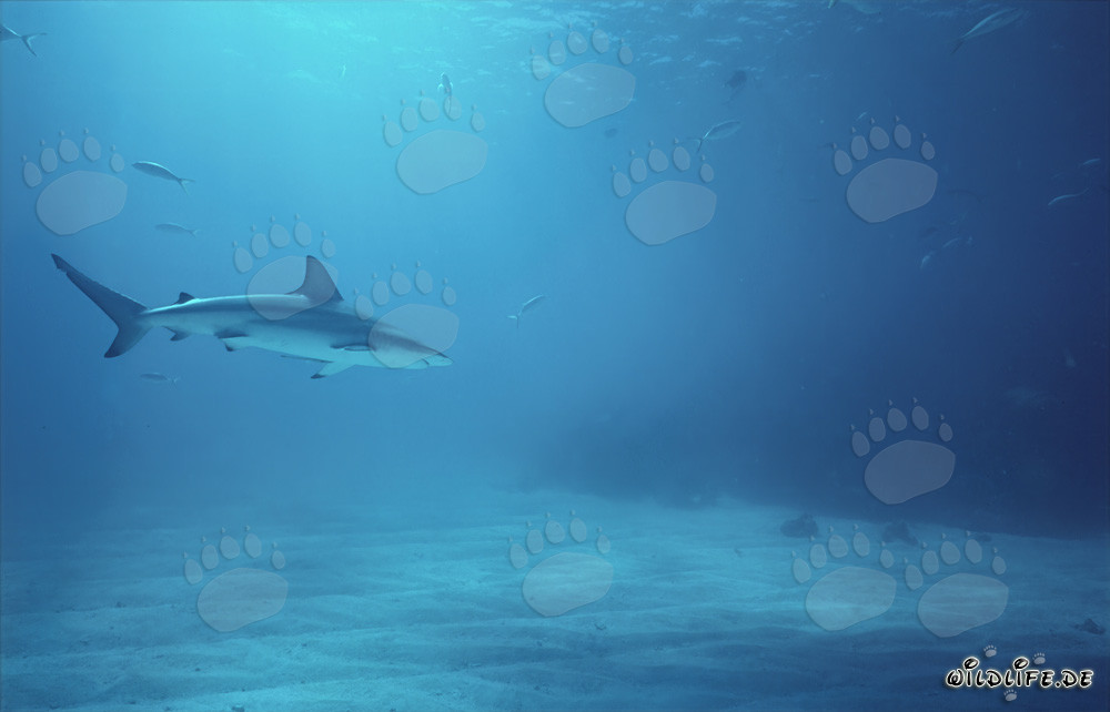 Requin à pointes noires élégant glissant majestueusement dans l'eau claire