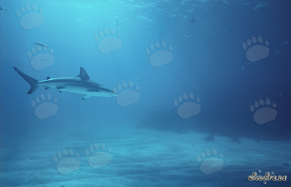 Elegante tiburón de puntas negras deslizándose majestuosamente por el agua clara