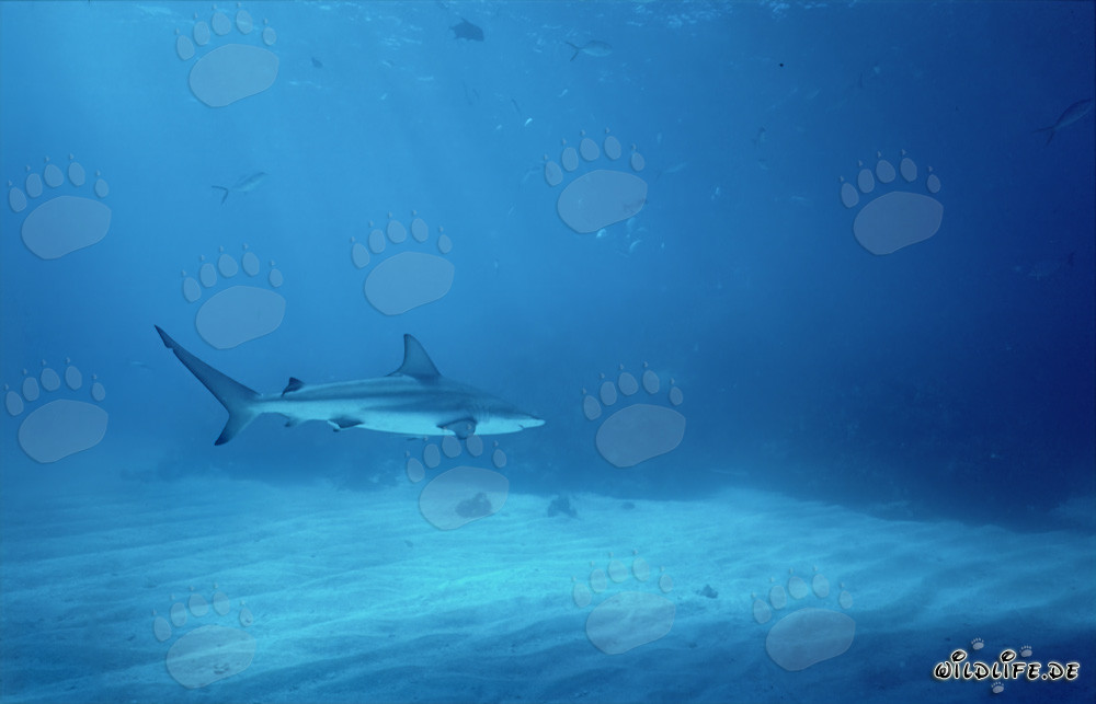 Blacktip shark swimming in the waters of the Bahamas