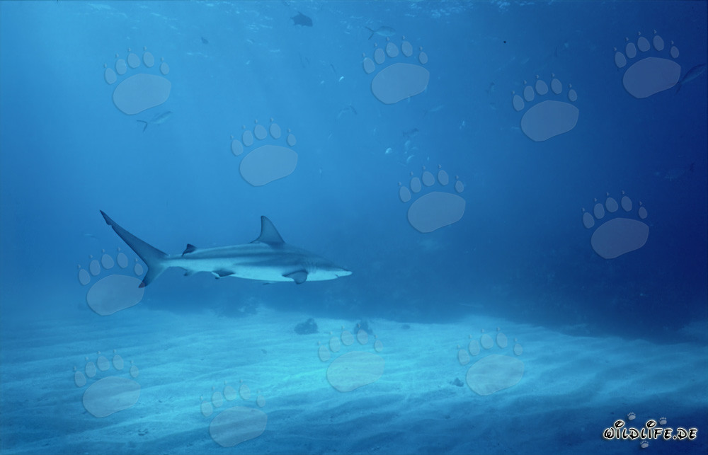 Requin à pointes noires nageant dans les eaux des Bahamas