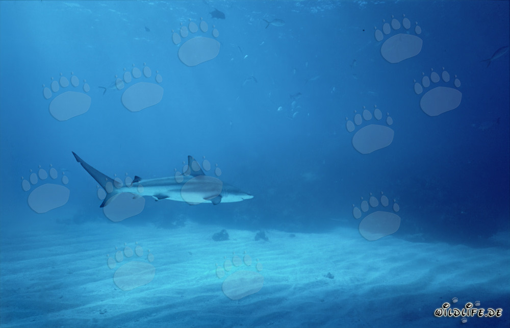 Schwarzspitzenhai in den Gewässern der Bahamas schwimmend