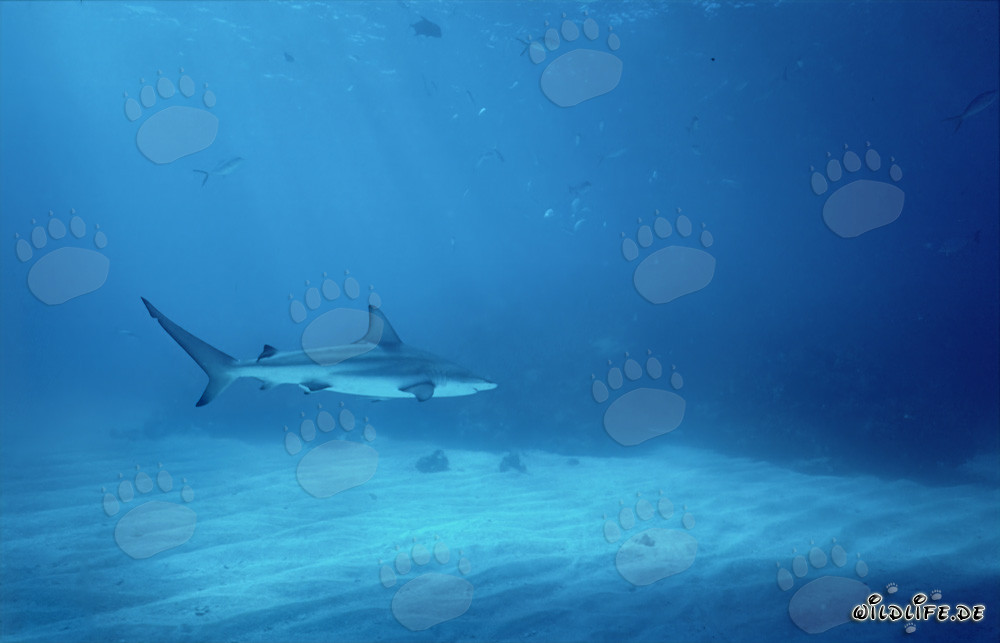 Squalo pinna nera che nuota nelle acque delle Bahamas
